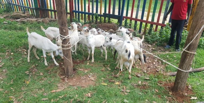 Goats for Qurbani 2026 with Helping Hand for Relief and Development